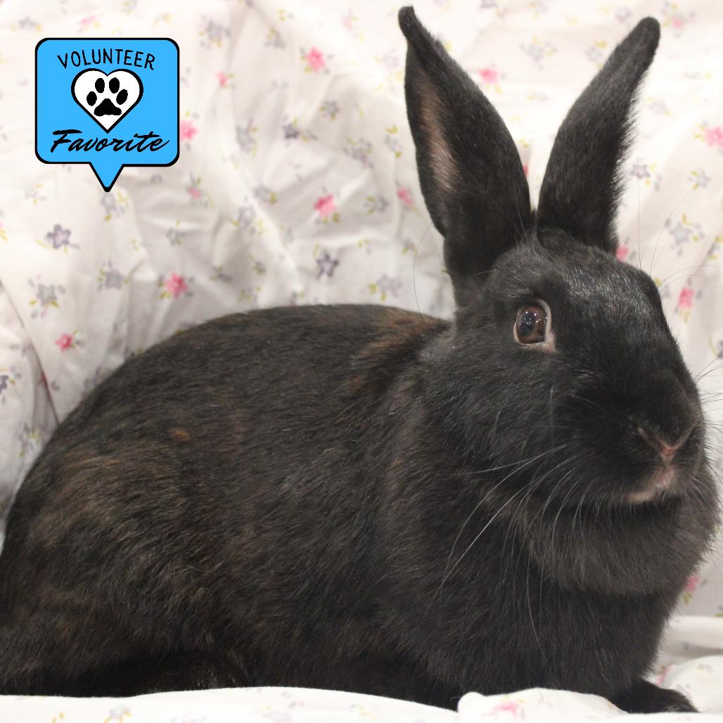 Enlarge Mamma Mia, a Adoptable American in Champaign, IL image 5/6