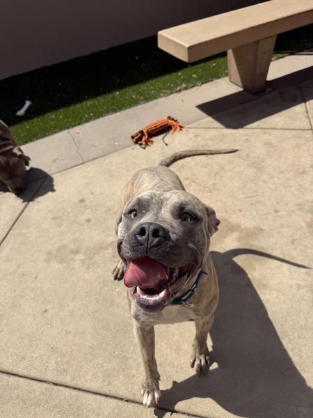 Enlarge Doggy Devito, a Adoptable mixed breed in San Diego, CA image 1/1