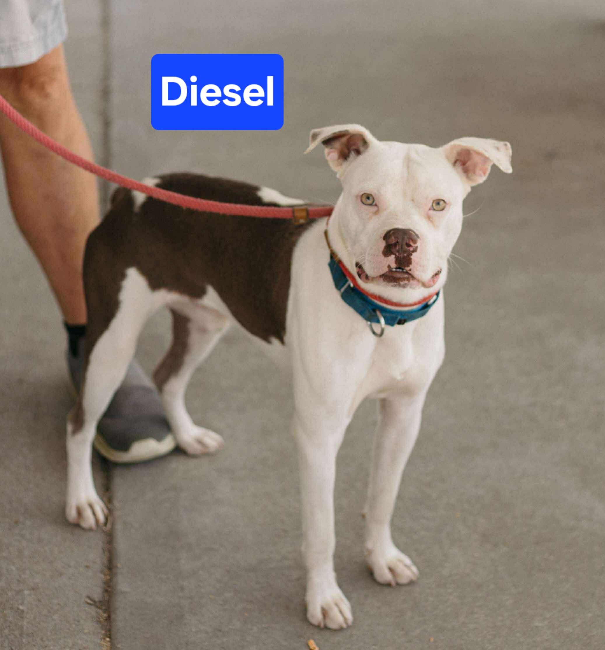 Diesel