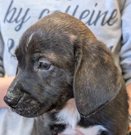 Maximillion, adopted, Puppy Male Labrador Retriever & Mixed Breed.