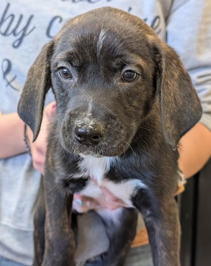 Enlarge Maximillion, an adopted mixed breed in La Harpe, KS image 2/2