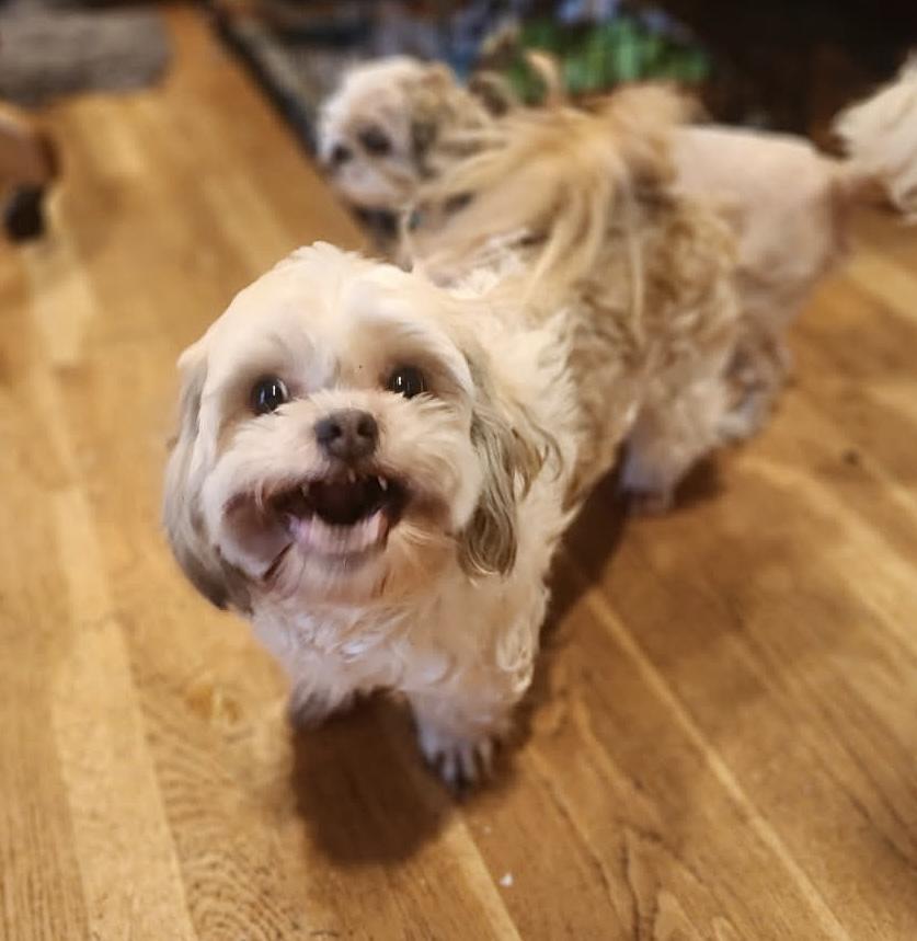 Lucy, adopted, Adult Female Shih Tzu.