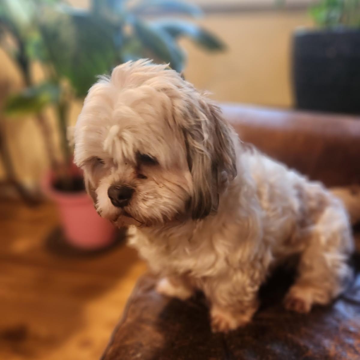 Enlarge Lucy, an adopted Shih Tzu in Puyallup, WA image 3/4