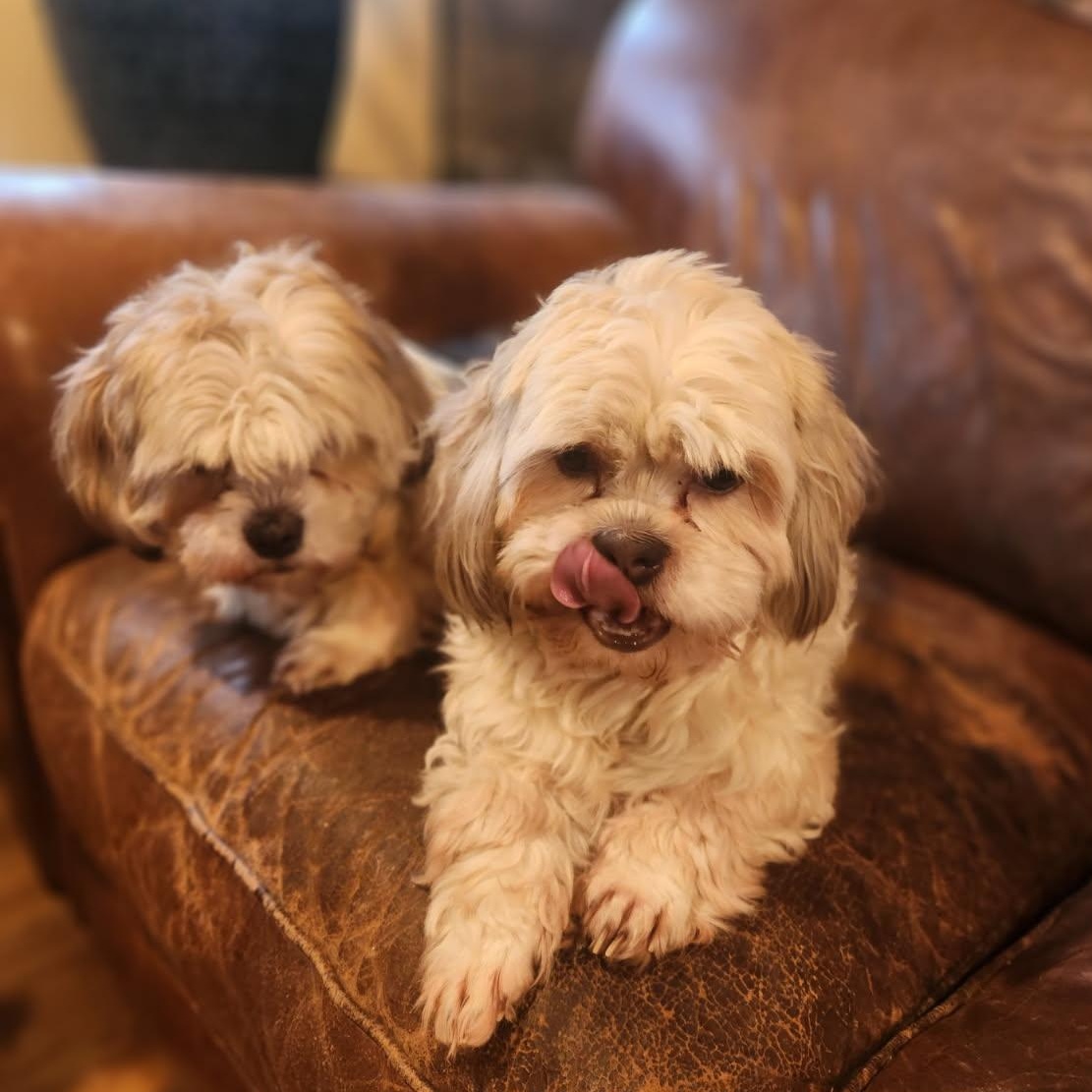 Enlarge Lucy, an adopted Shih Tzu in Puyallup, WA image 4/4