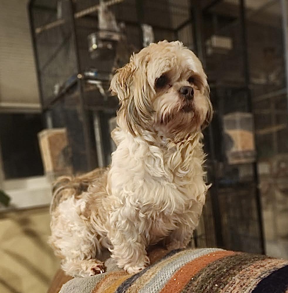 Enlarge Lucy, an adopted Shih Tzu in Puyallup, WA image 2/4