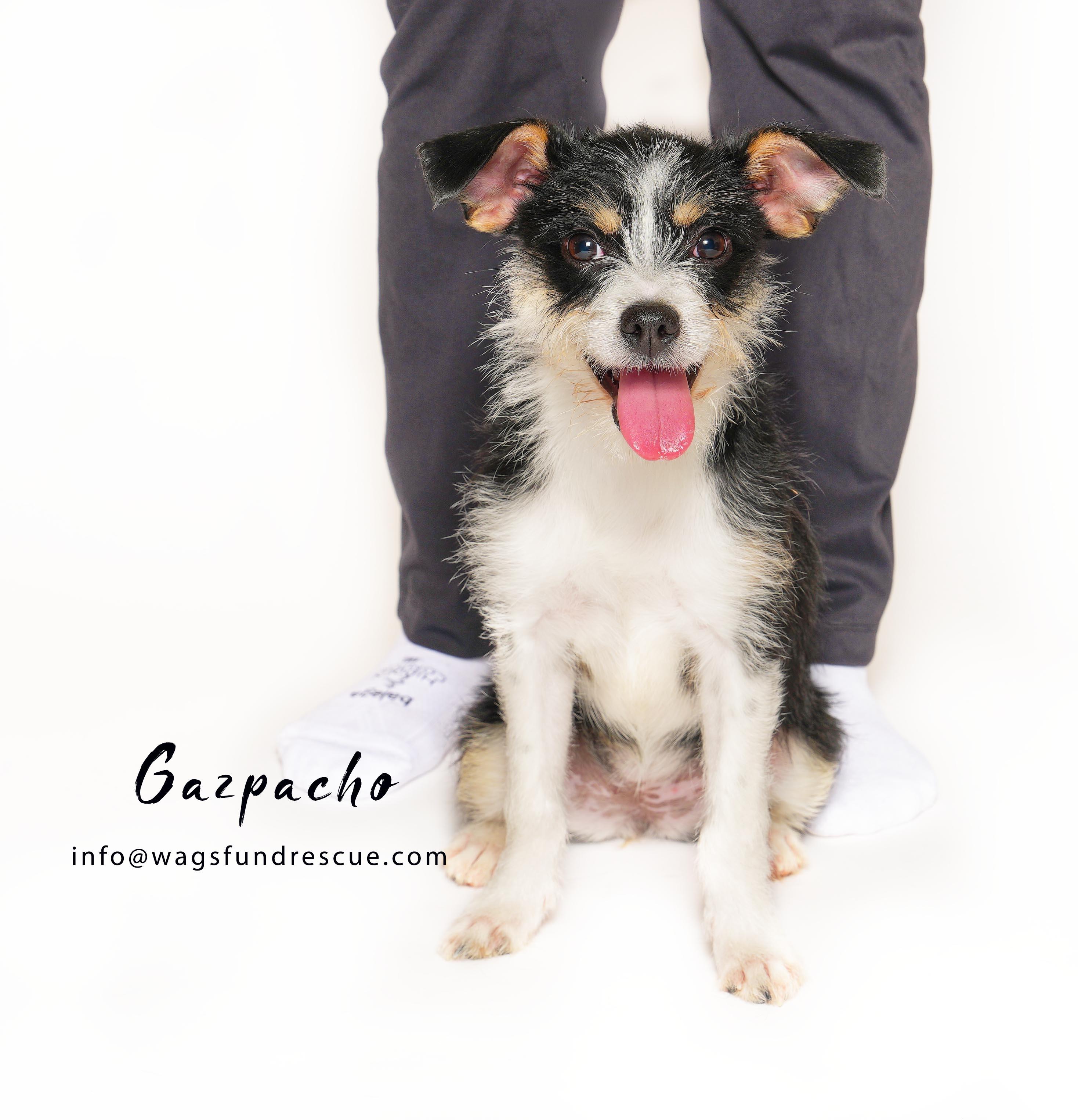 Enlarge Gazpacho, a ADOPTABLE mixed breed in Houston, TX image 2/3