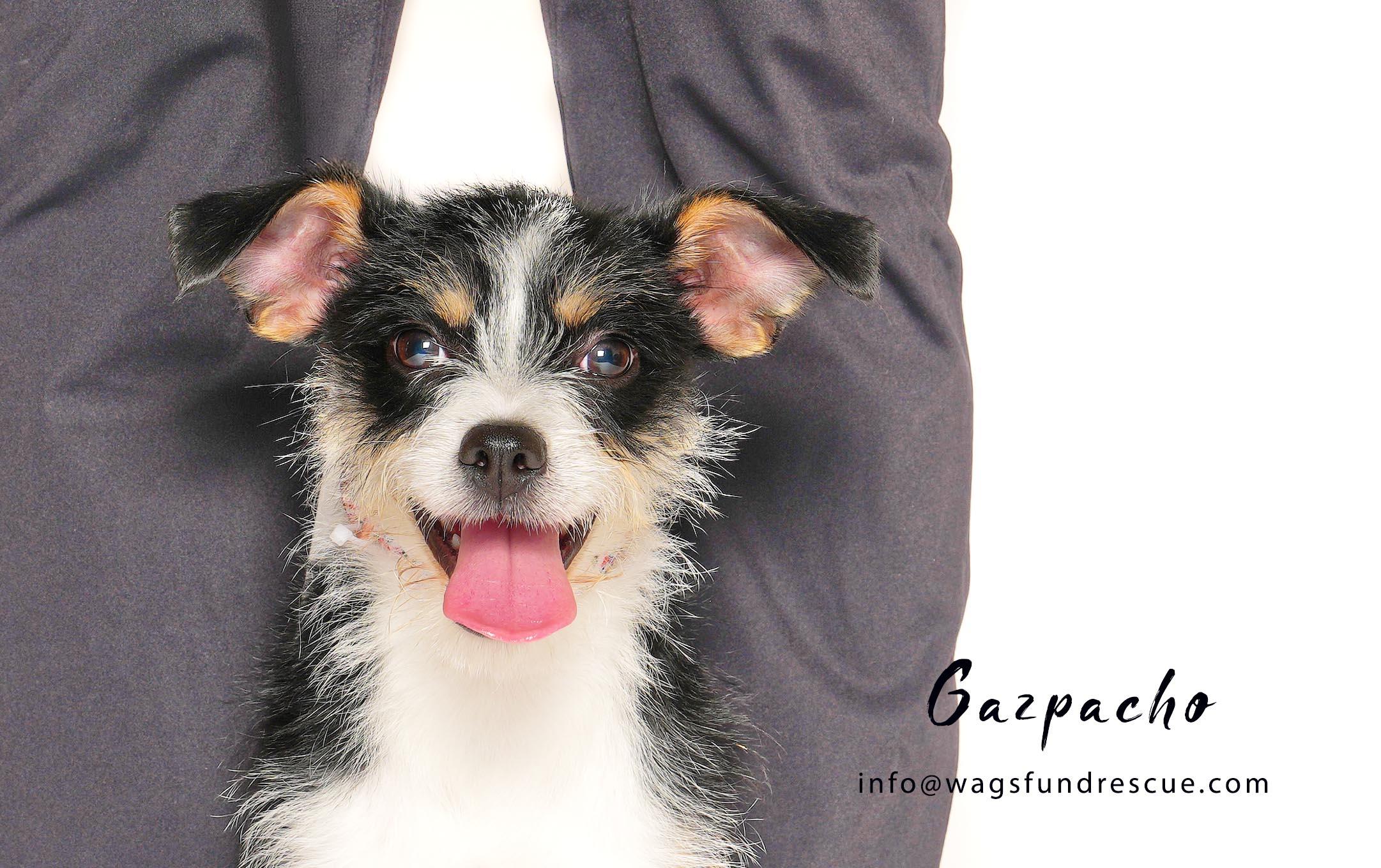 Enlarge Gazpacho, a ADOPTABLE mixed breed in Houston, TX image 1/3