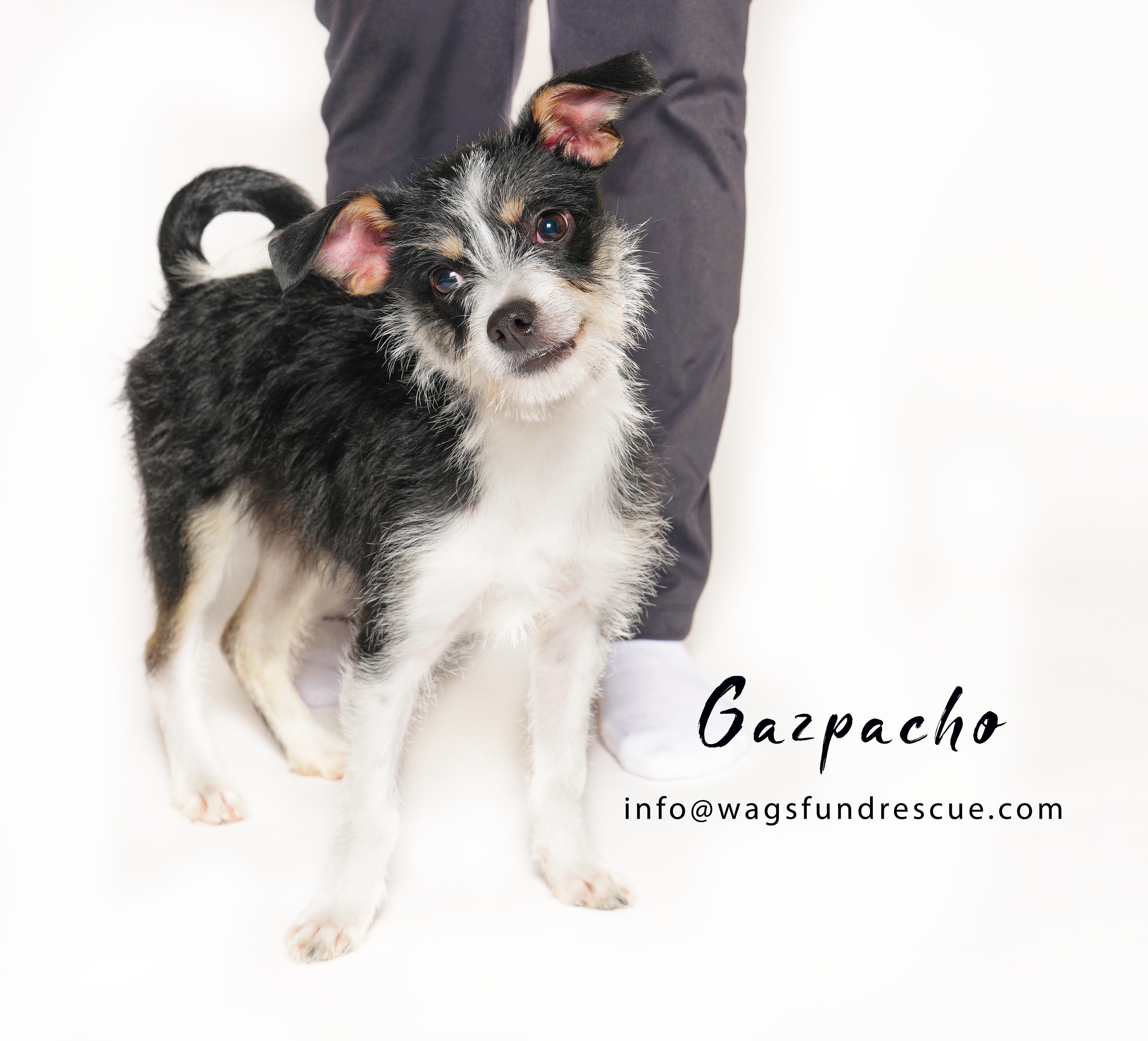 Enlarge Gazpacho, a ADOPTABLE mixed breed in Houston, TX image 3/3