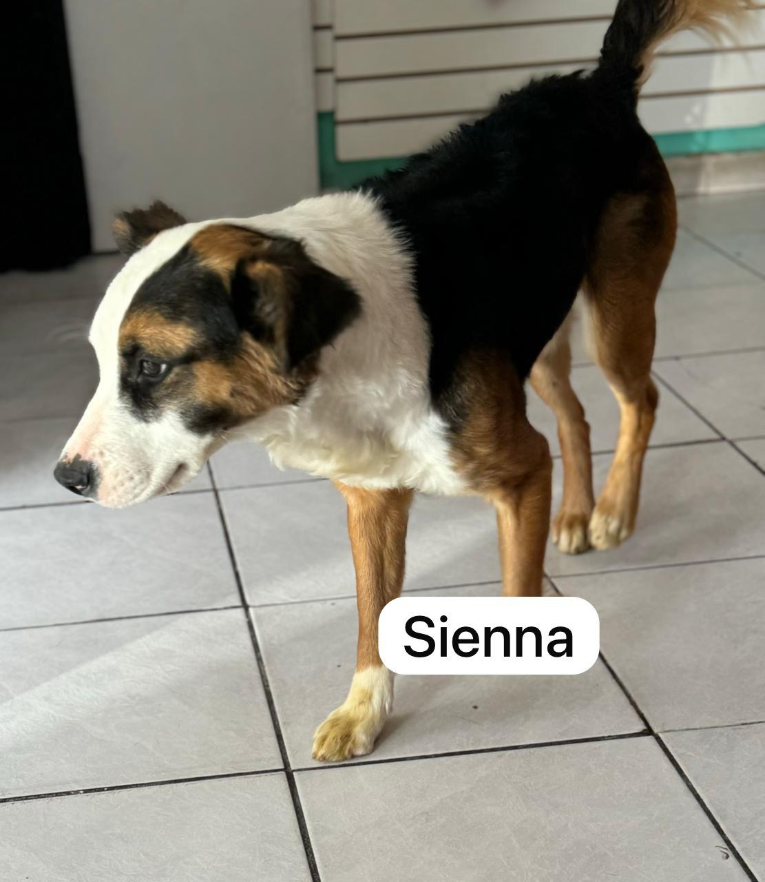 Sienna, Adult Female unknown