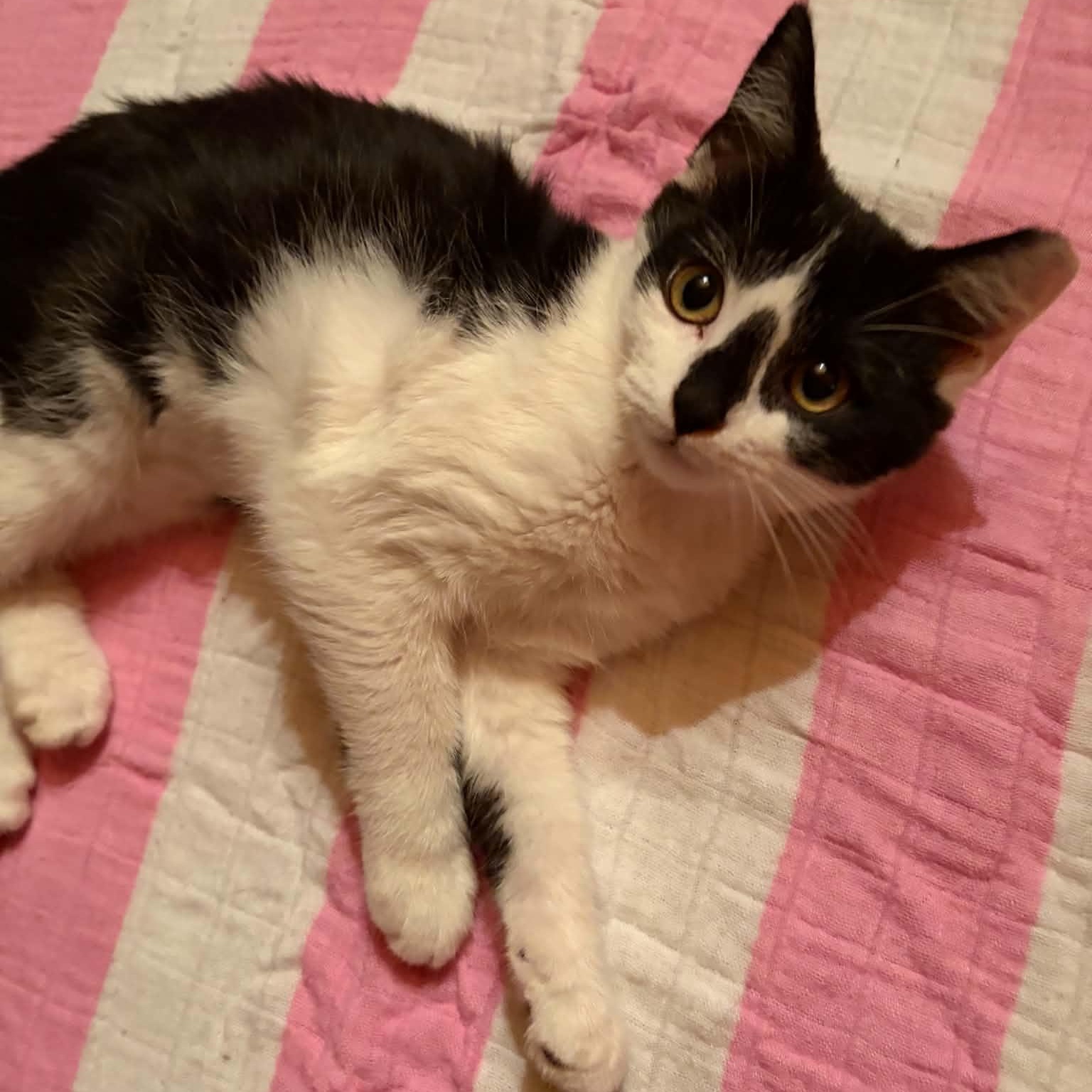 Enlarge Clam Chowder, an adopted Domestic Short Hair in Bellmawr, NJ image 2/4