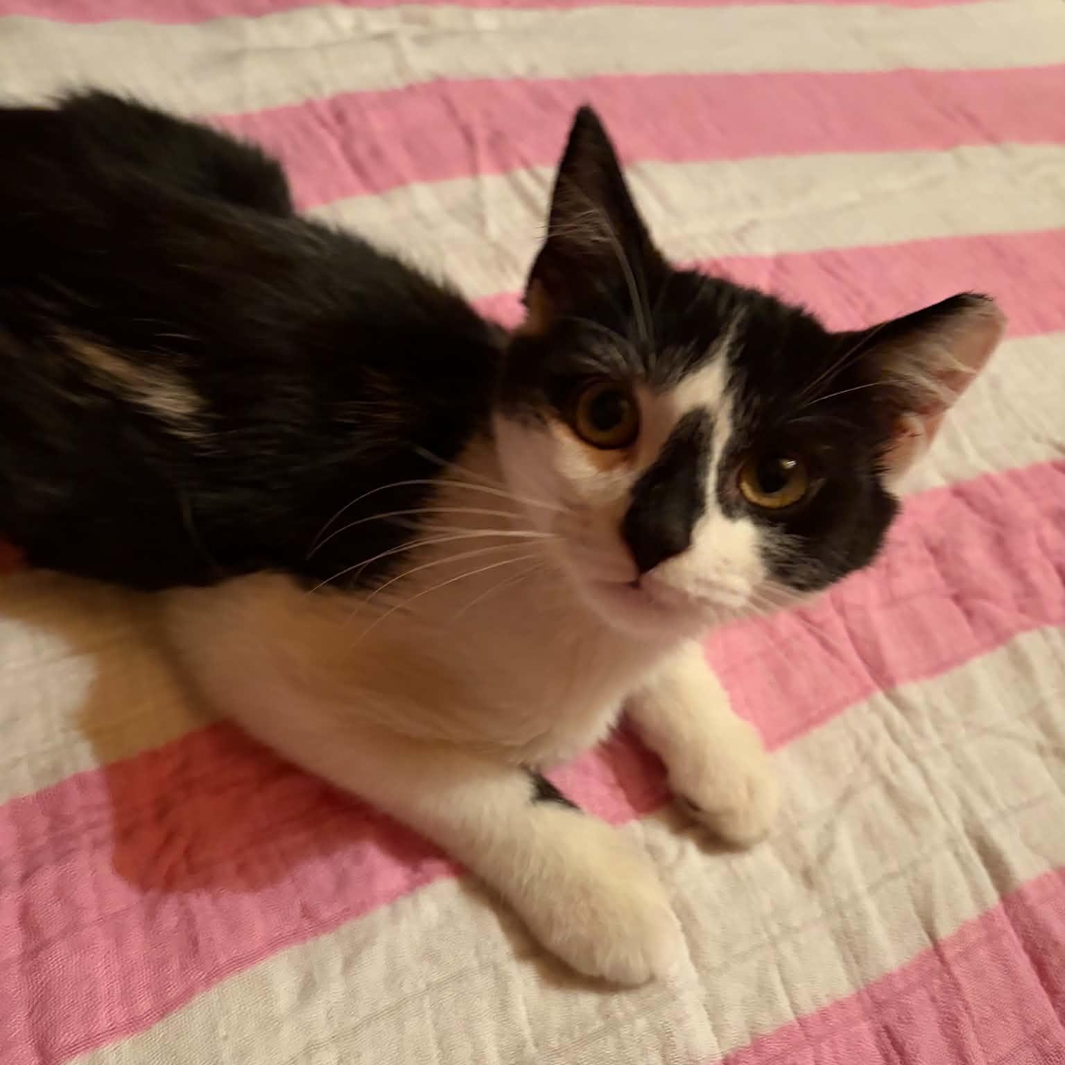 Enlarge Clam Chowder, an adopted Domestic Short Hair in Bellmawr, NJ image 3/4