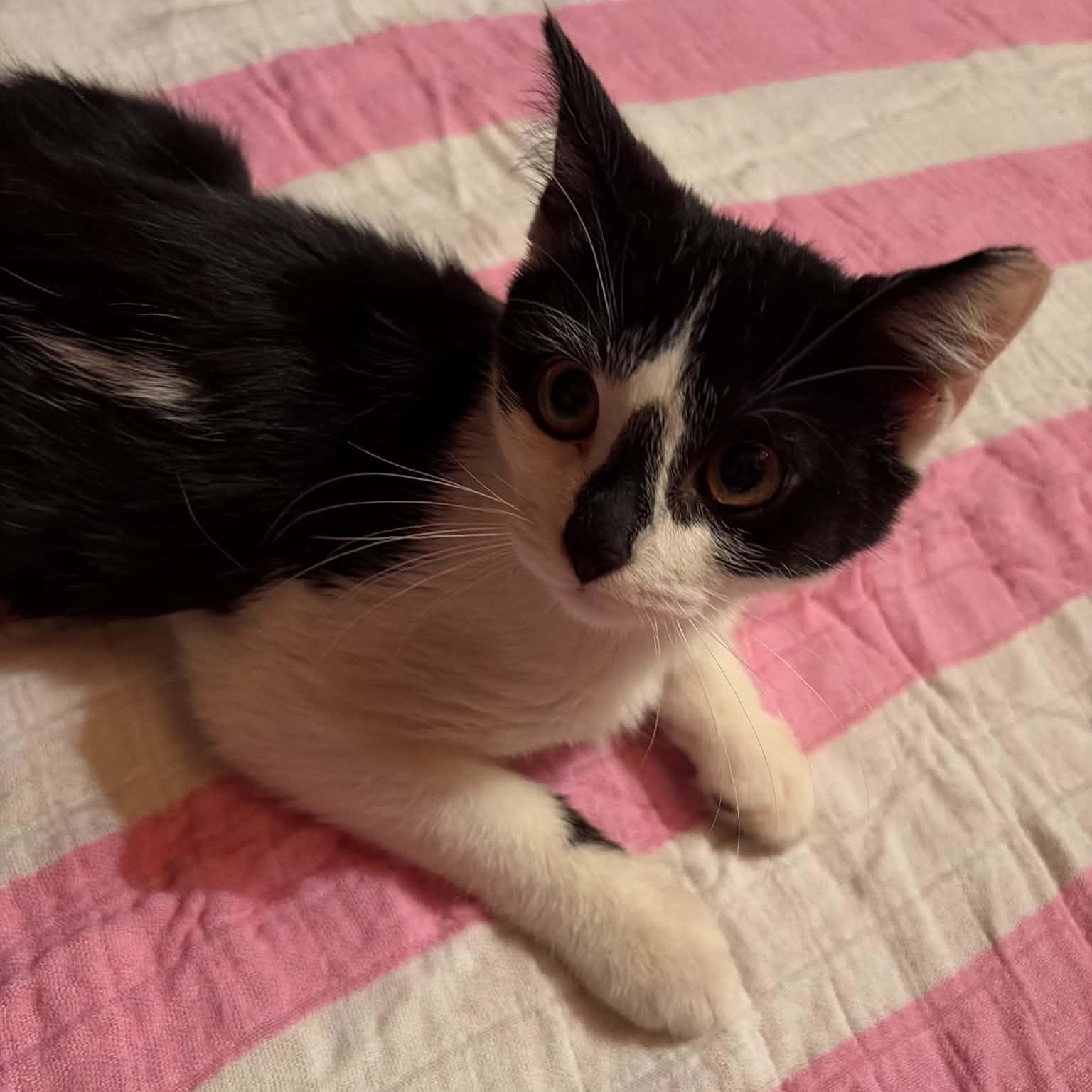 Enlarge Clam Chowder, an adopted Domestic Short Hair in Bellmawr, NJ image 4/4