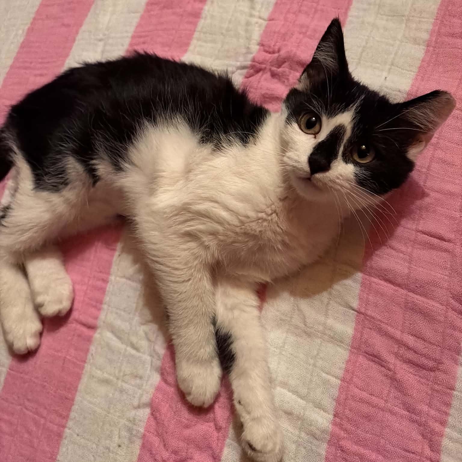 Clam Chowder, adopted, Kitten Female Domestic Short Hair.