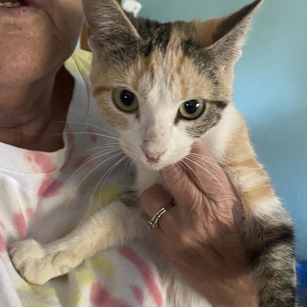 Enlarge Roz, a Adoptable Domestic Short Hair in Pittsburg, KS image 1/2