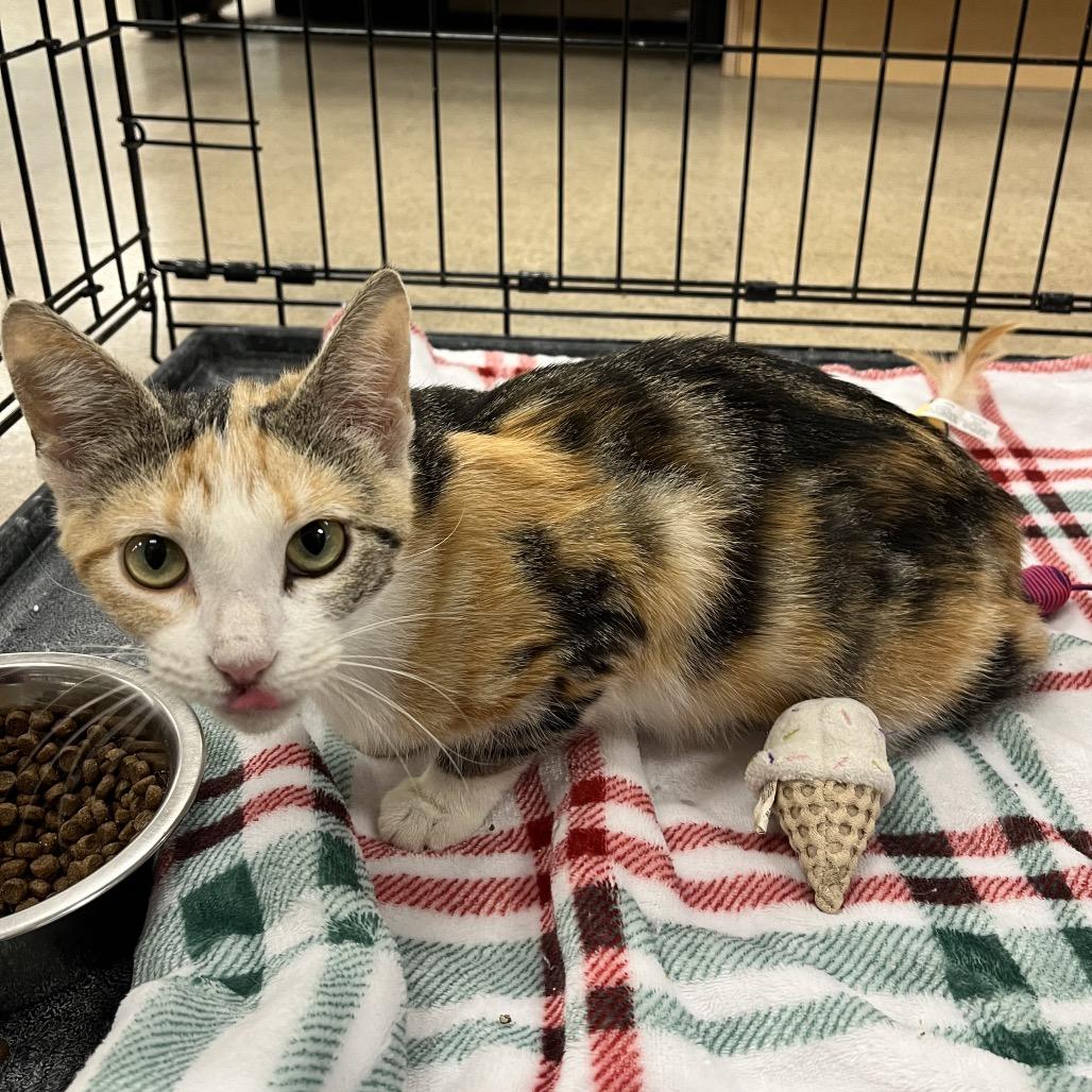 Enlarge Roz, a Adoptable Domestic Short Hair in Pittsburg, KS image 2/2