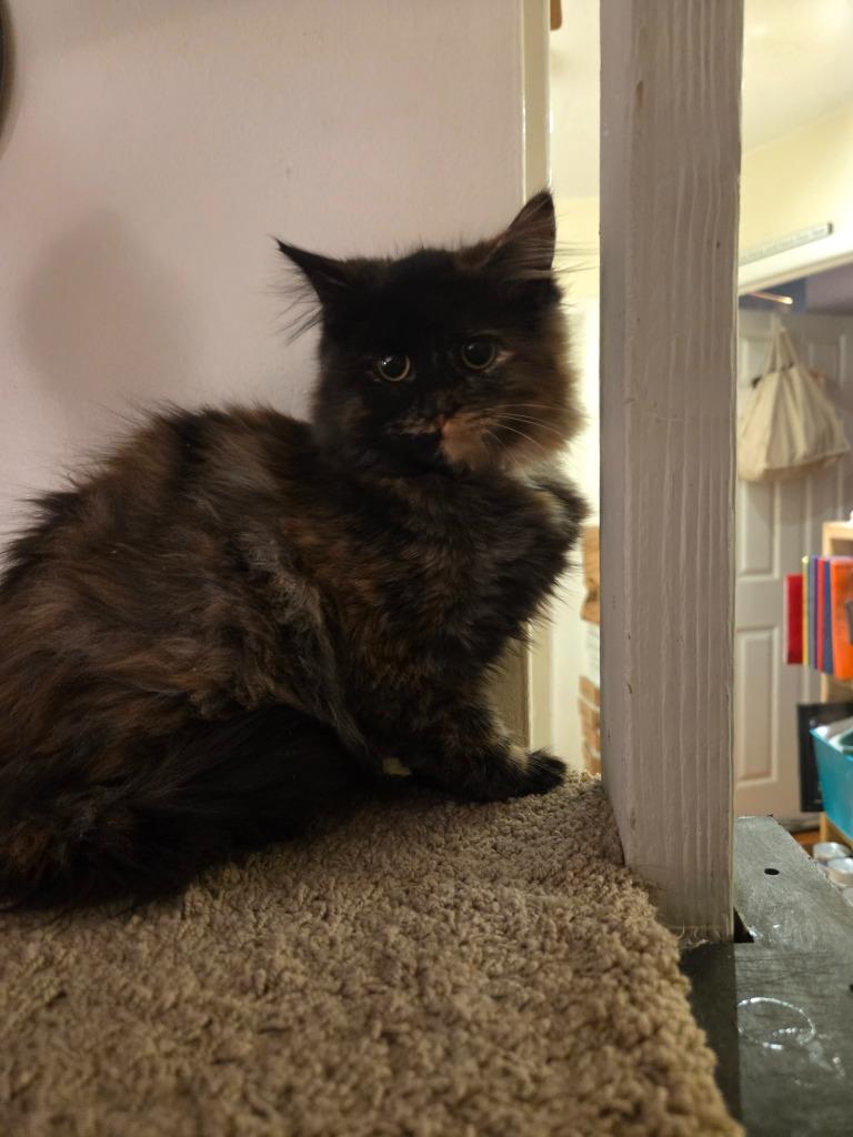 Magic Kingdom Park (Magic), Adopted, Kitten Female Domestic Long Hair.