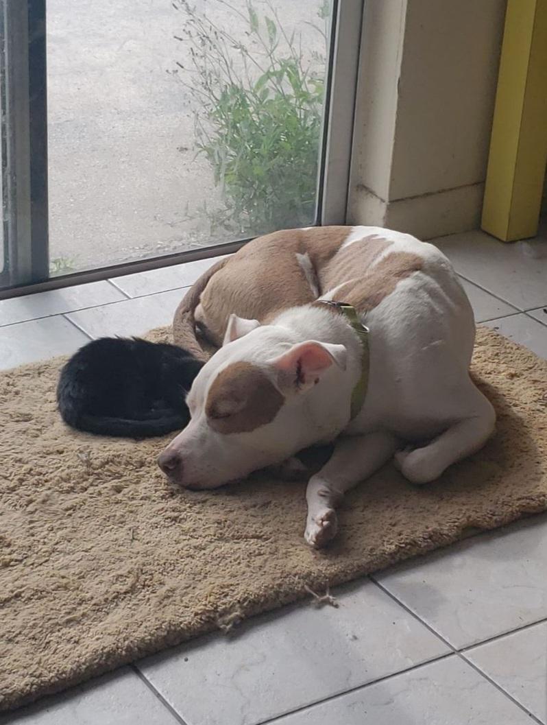 Enlarge Daisy ~~ Good with Cats!  COURTESY LISTING, a Adopted Pit Bull Terrier in St. Petersburg, FL image 4/5