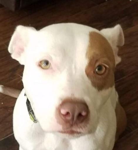 Enlarge Daisy ~~ Good with Cats!  COURTESY LISTING, a Adopted Pit Bull Terrier in St. Petersburg, FL image 2/5