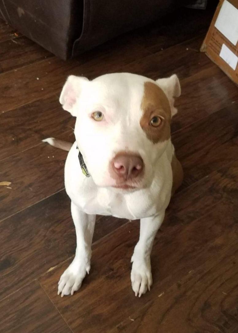 Enlarge Daisy ~~ Good with Cats!  COURTESY LISTING, a Adopted Pit Bull Terrier in St. Petersburg, FL image 5/5