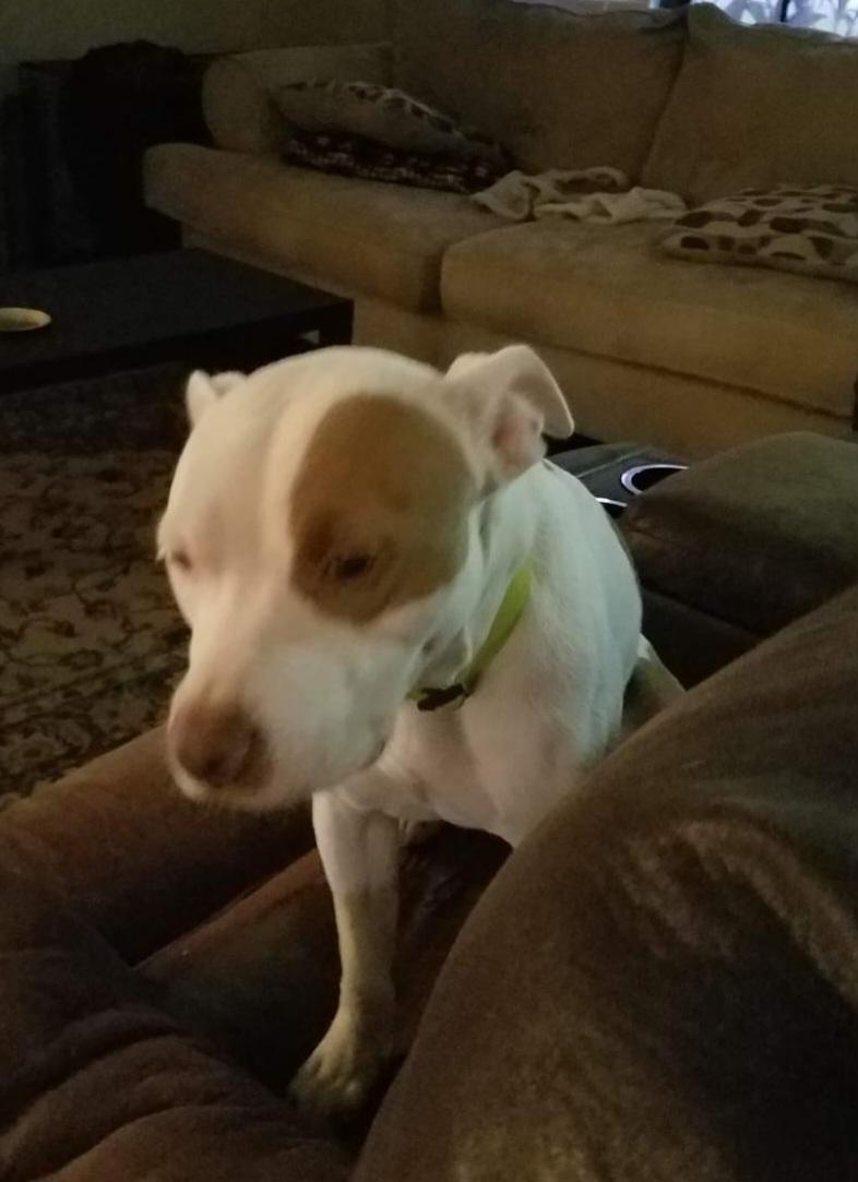 Enlarge Daisy ~~ Good with Cats!  COURTESY LISTING, a Adopted Pit Bull Terrier in St. Petersburg, FL image 3/5