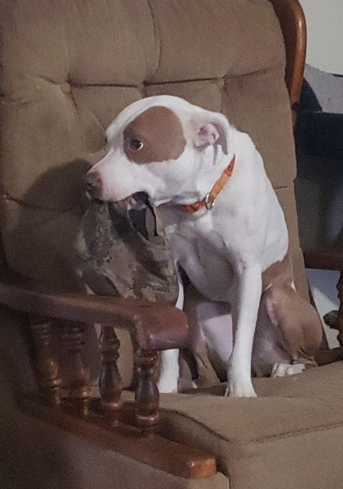 Daisy ~~ Good with Cats!  COURTESY LISTING, Adopted, Adult Female Pit Bull Terrier.