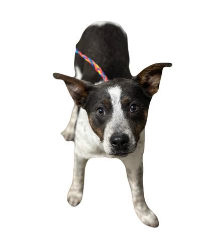 Enlarge Simone--Rescued, an adopted mixed breed in Red Bluff, CA image 1/1