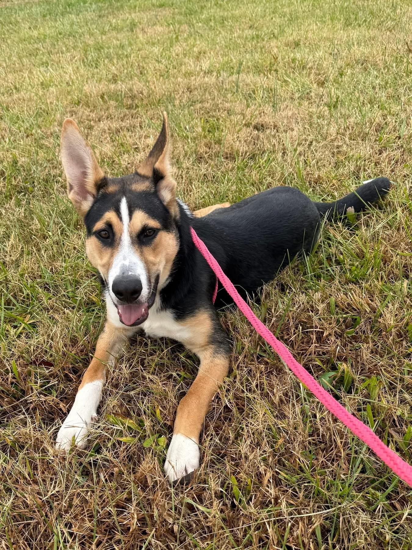 Enlarge Duffy, a ADOPTABLE mixed breed in Salisbury, NC image 2/4