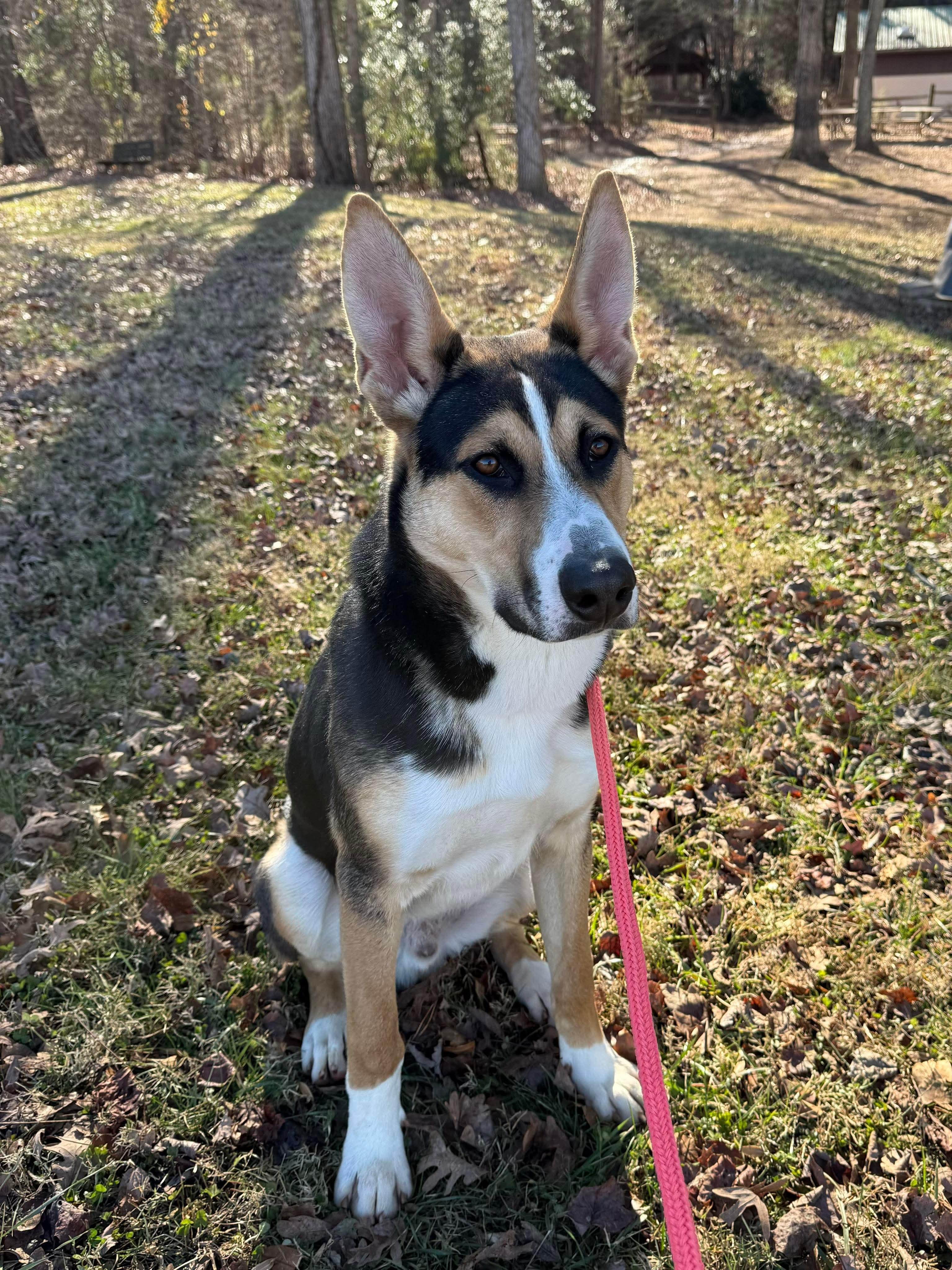 Enlarge Duffy, a ADOPTABLE mixed breed in Salisbury, NC image 1/4