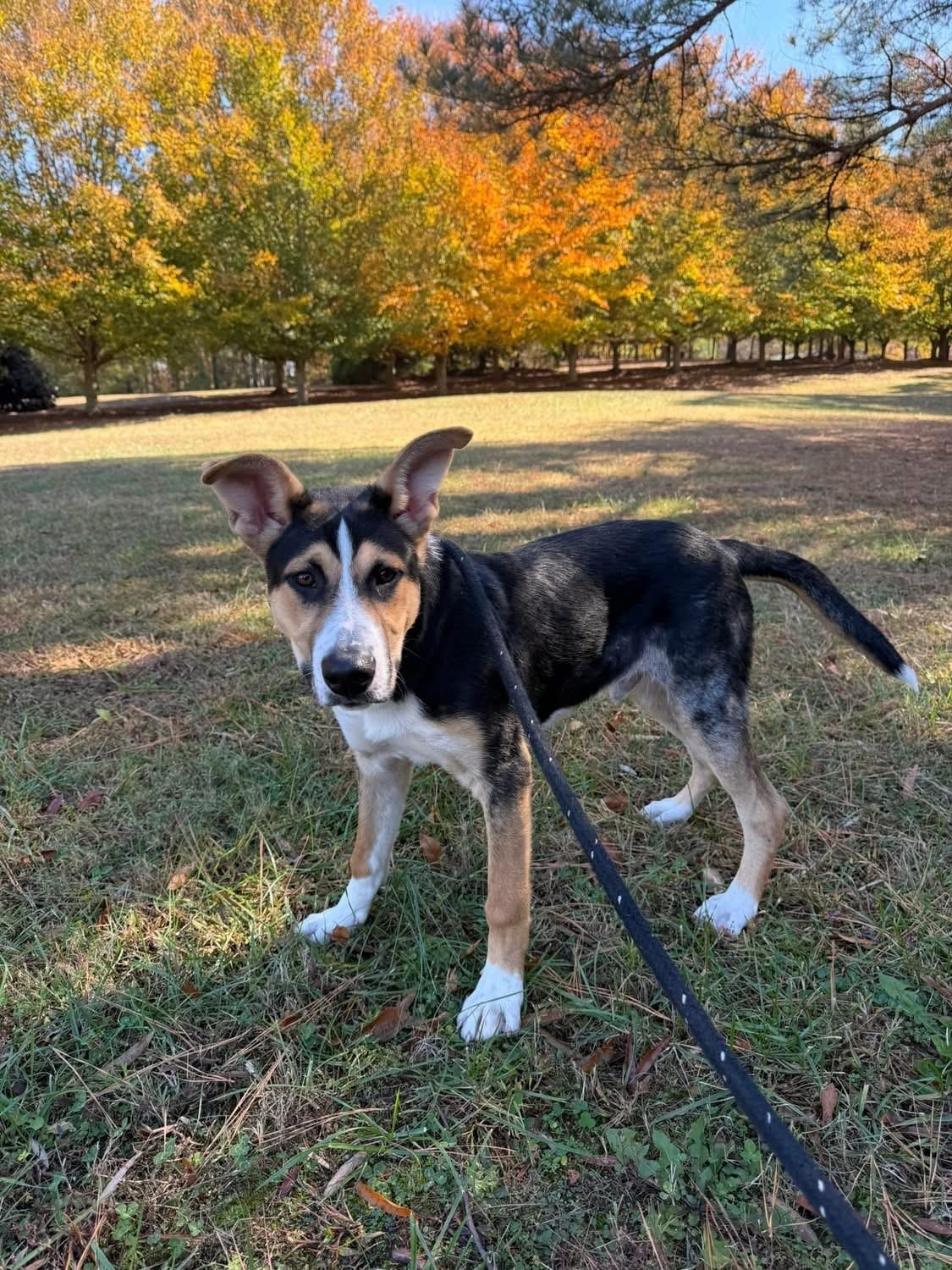 Enlarge Duffy, a ADOPTABLE mixed breed in Salisbury, NC image 3/4