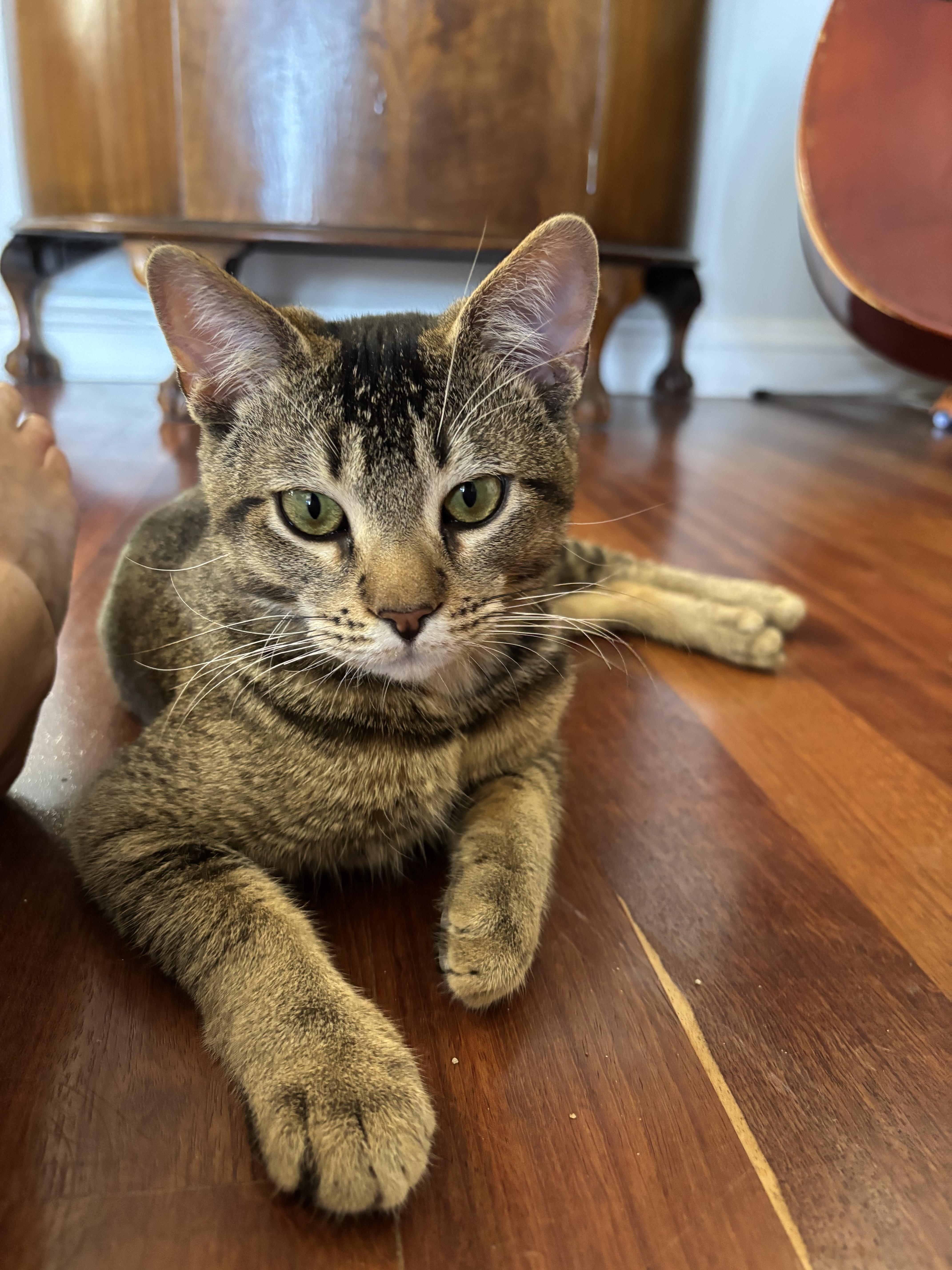 Enlarge Barney, a ADOPTABLE mixed breed in Whittier, CA image 3/3