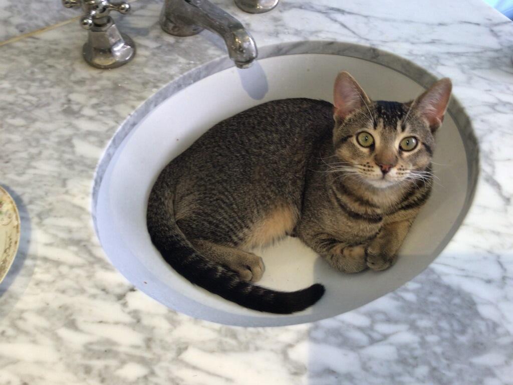 Enlarge Barney, a ADOPTABLE mixed breed in Whittier, CA image 2/3