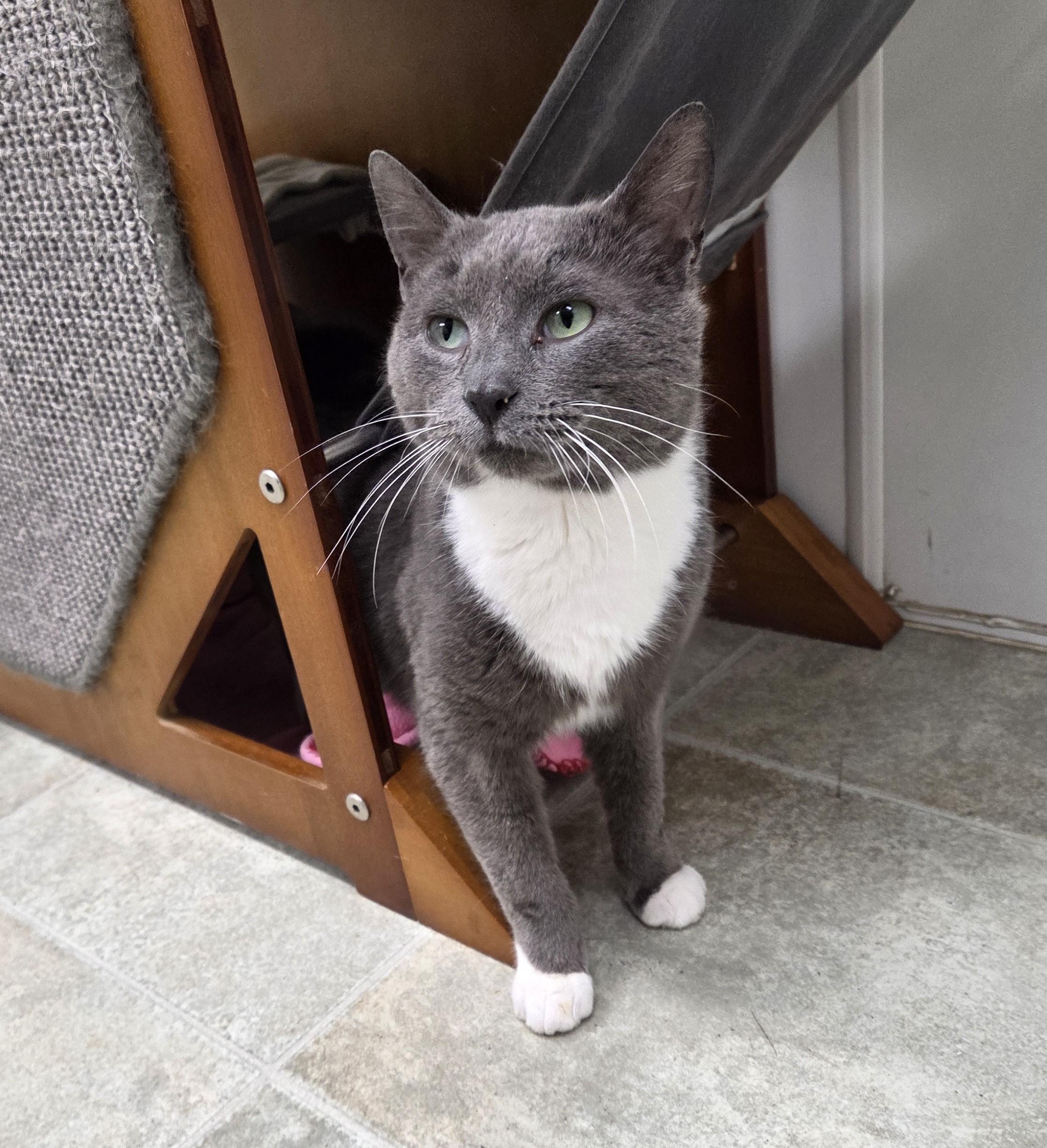 Enlarge Grey, a ADOPTABLE mixed breed in Carsonville, MI image 5/6