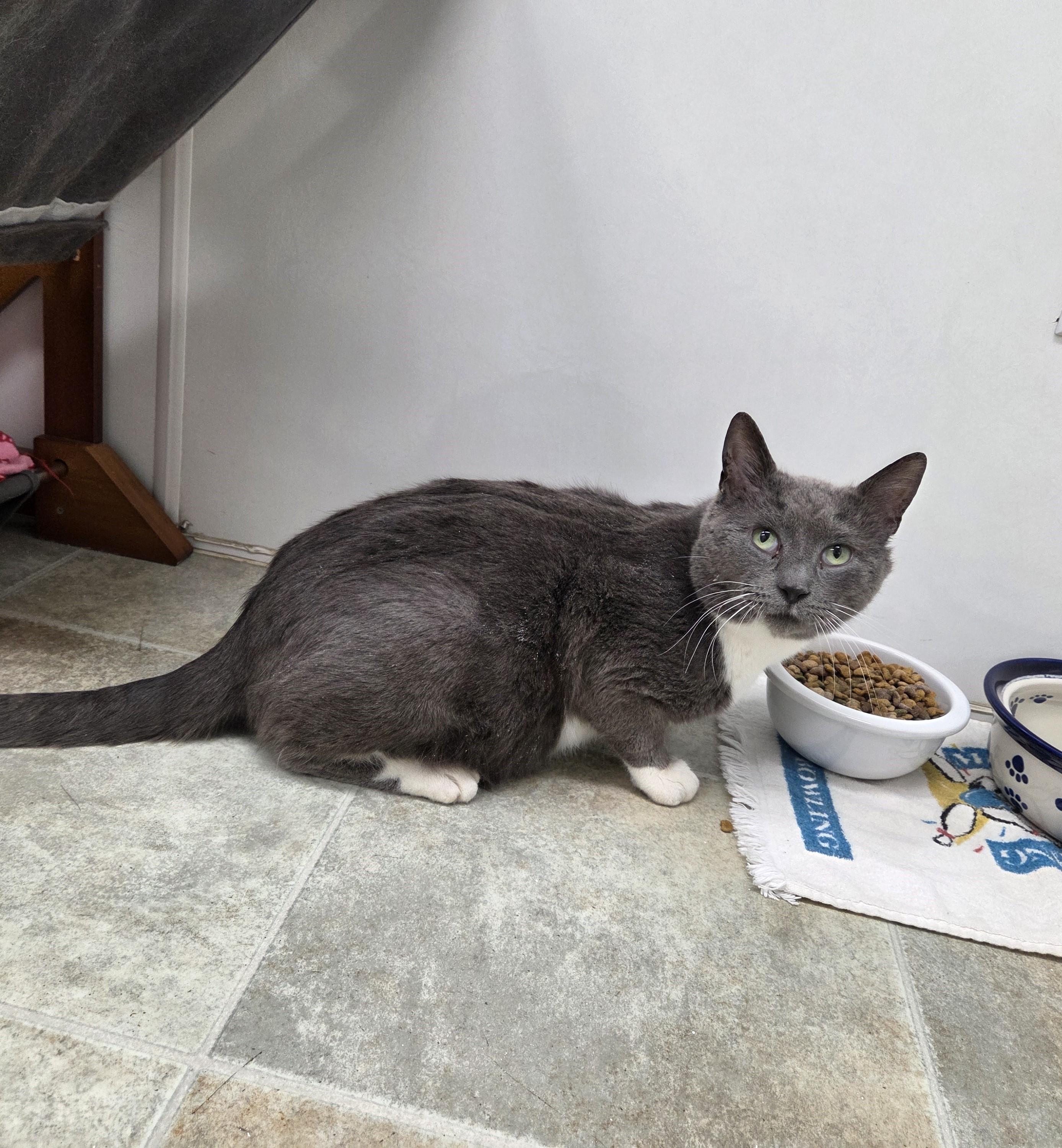 Enlarge Grey, a ADOPTABLE mixed breed in Carsonville, MI image 4/6