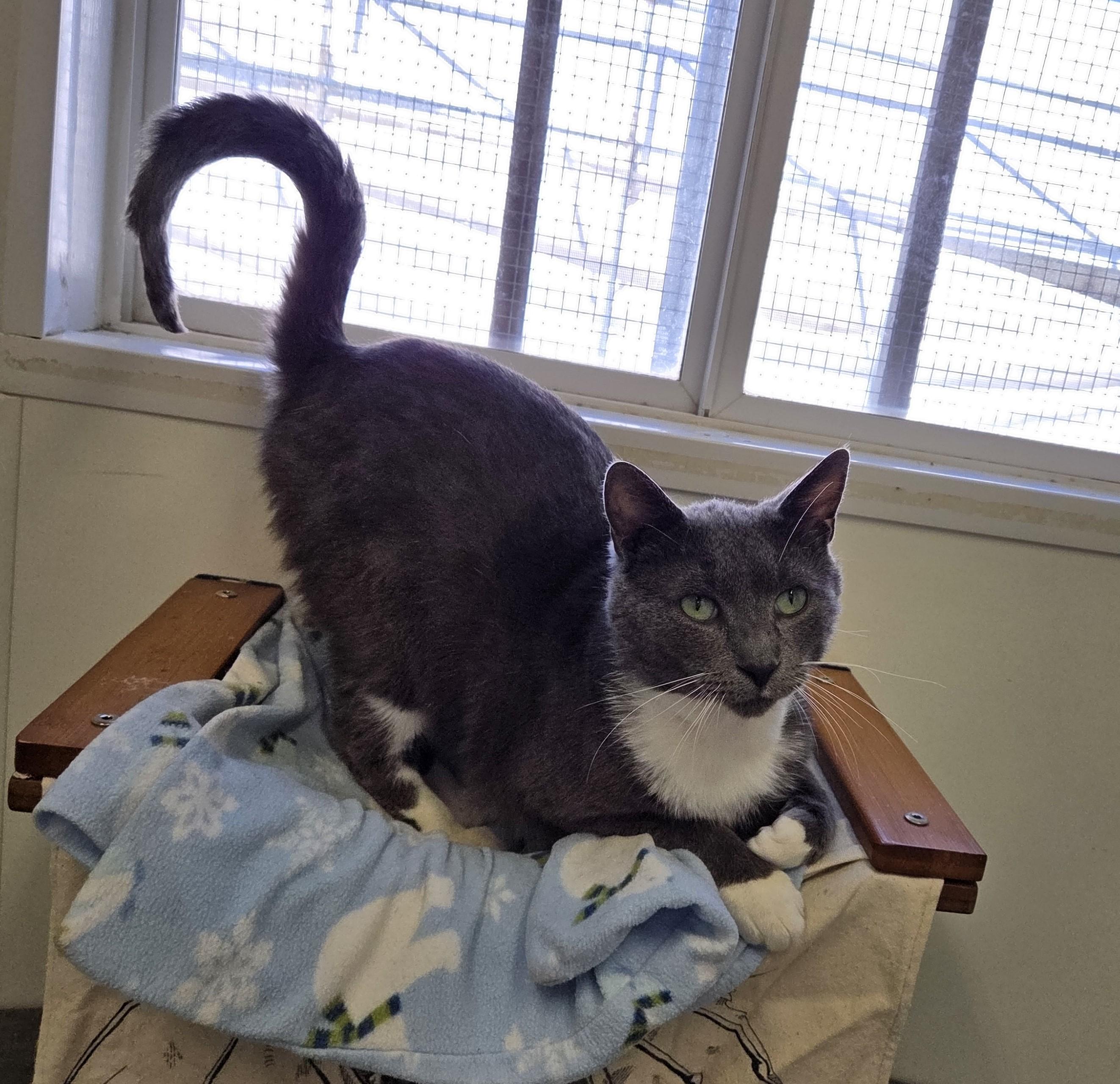 Enlarge Grey, a ADOPTABLE mixed breed in Carsonville, MI image 6/6