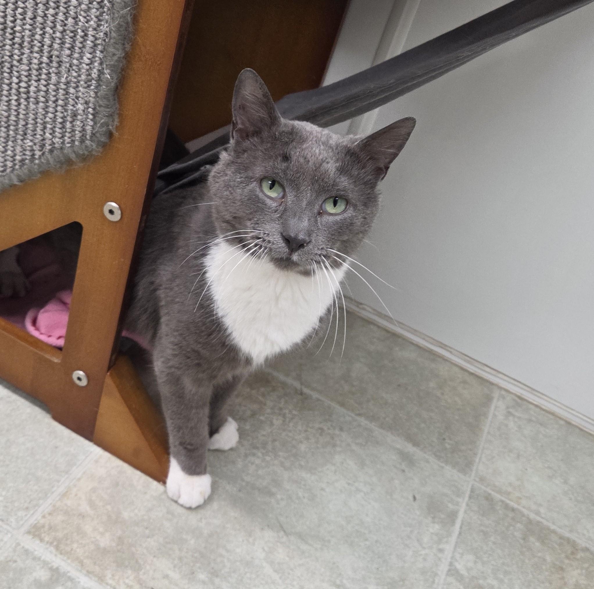 Grey, ADOPTABLE, Adult Male Domestic Short Hair.