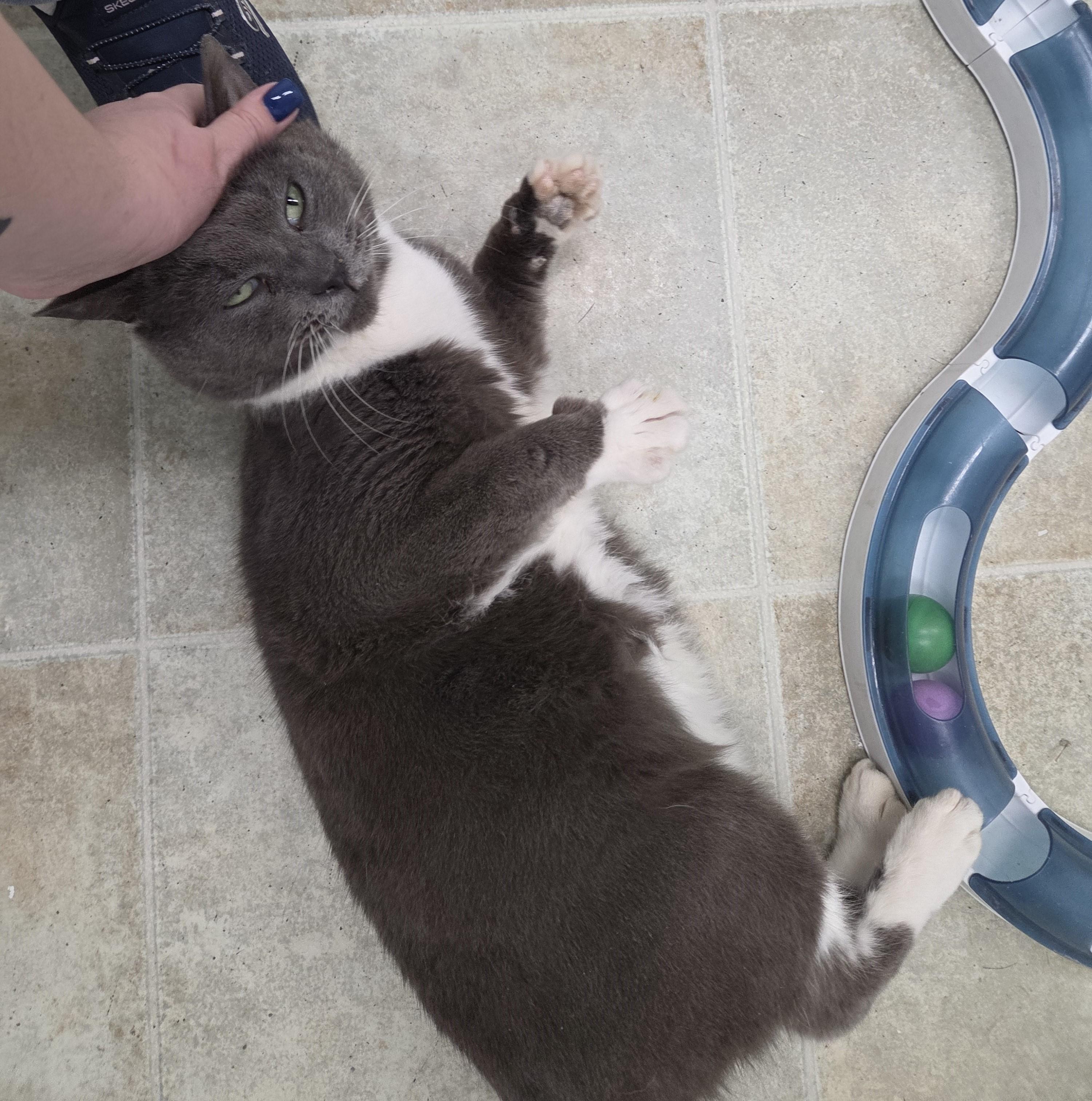 Enlarge Grey, a ADOPTABLE mixed breed in Carsonville, MI image 6/6