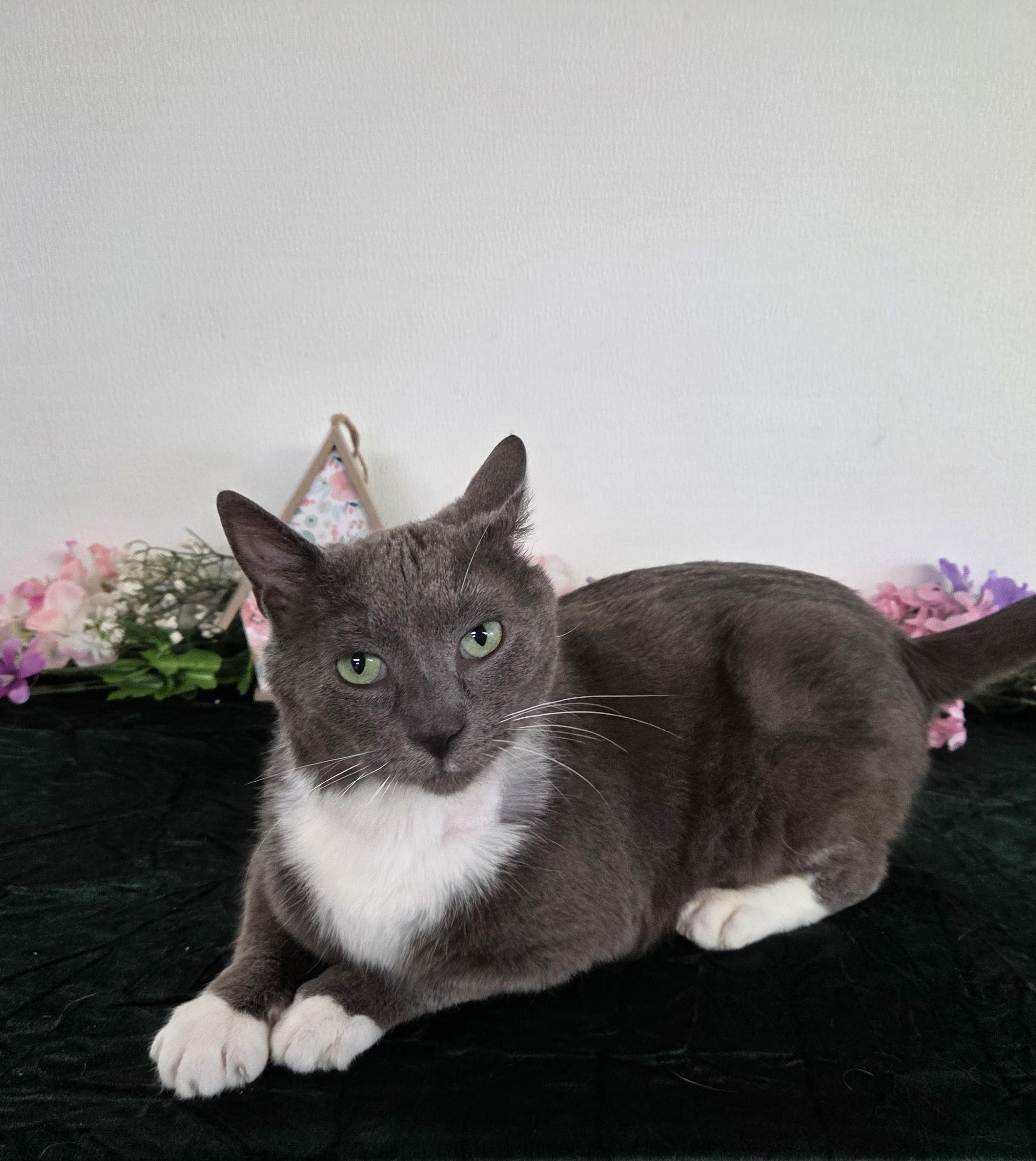 Enlarge Grey, a ADOPTABLE mixed breed in Carsonville, MI image 2/6