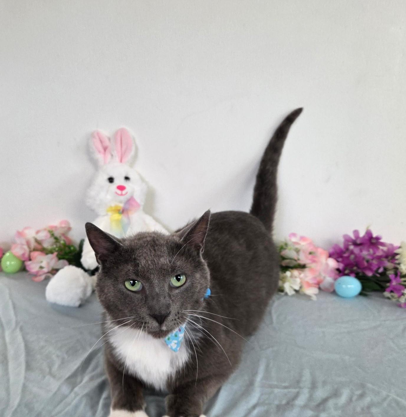 Enlarge Grey, a ADOPTABLE mixed breed in Carsonville, MI image 1/6