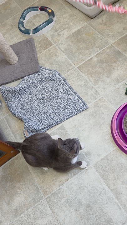 Enlarge Grey, a ADOPTABLE mixed breed in Carsonville, MI video 5/6