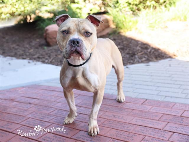 Enlarge RAUL, a Adoptable American Bulldog in Omaha, NE image 1/1