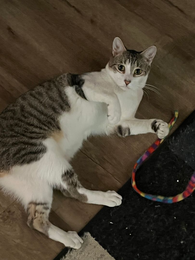 Pucchi, Adult Male Domestic Short Hair
