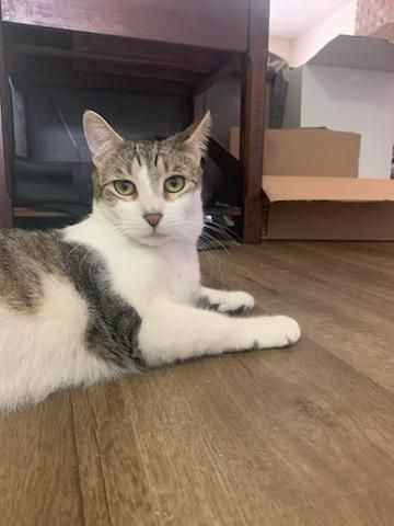 Enlarge Pucchi, a Adoptable Domestic Short Hair in San Jose, CA image 2/5