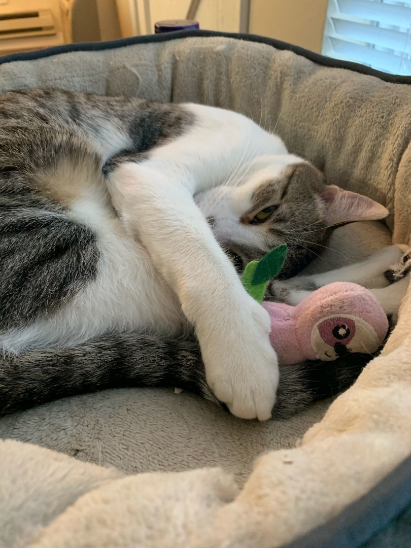 Enlarge Pucchi, a Adoptable Domestic Short Hair in San Jose, CA image 4/5