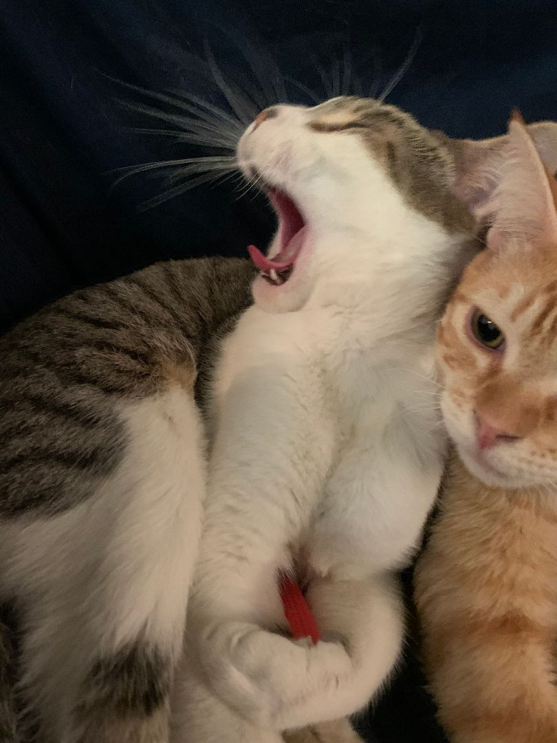 Enlarge Pucchi, a Adoptable Domestic Short Hair in San Jose, CA image 5/5