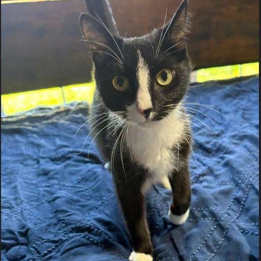 Dew Drop, ADOPTABLE, Adult Female Domestic Short Hair.