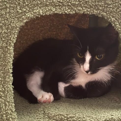 Enlarge Dew Drop, a ADOPTABLE Domestic Short Hair in SNOW HILL, NC image 2/2
