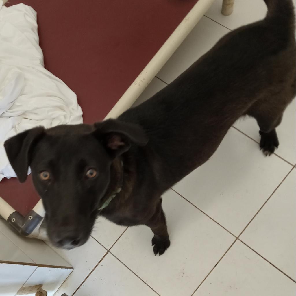 Frank, Adoptable, Adult Male Mixed Breed.