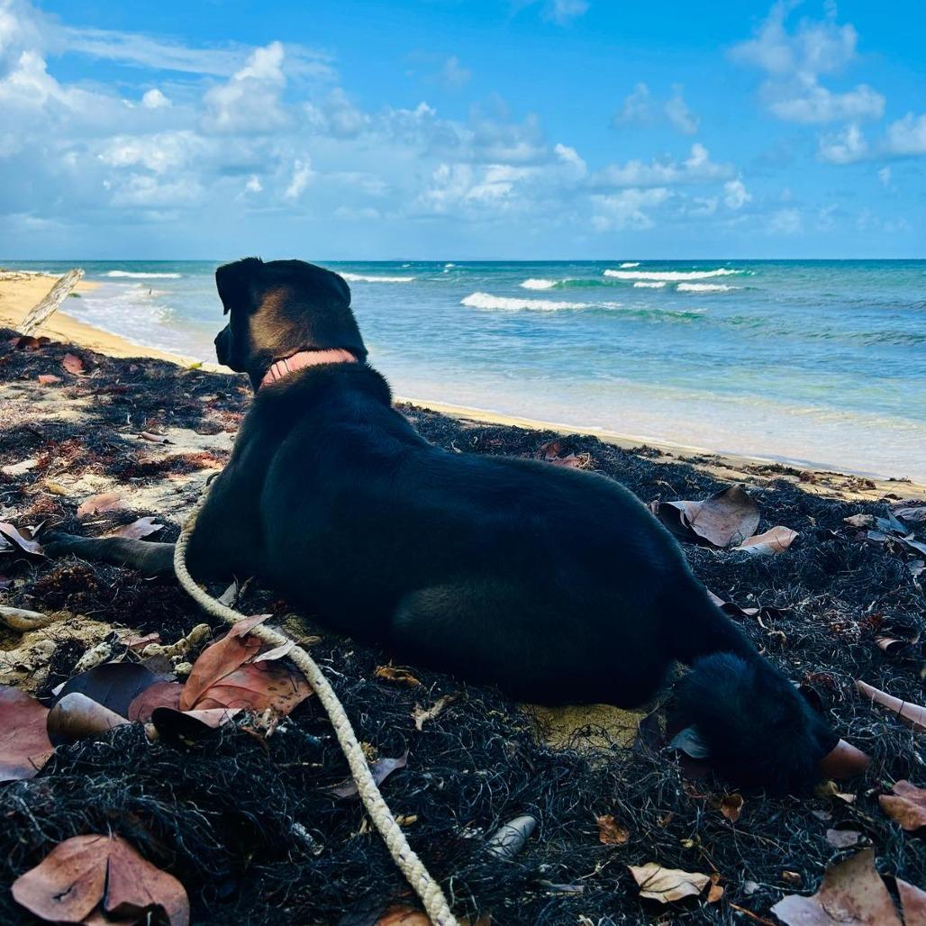 Enlarge Frank, a Adoptable Mixed Breed in Vieques, PR image 2/6