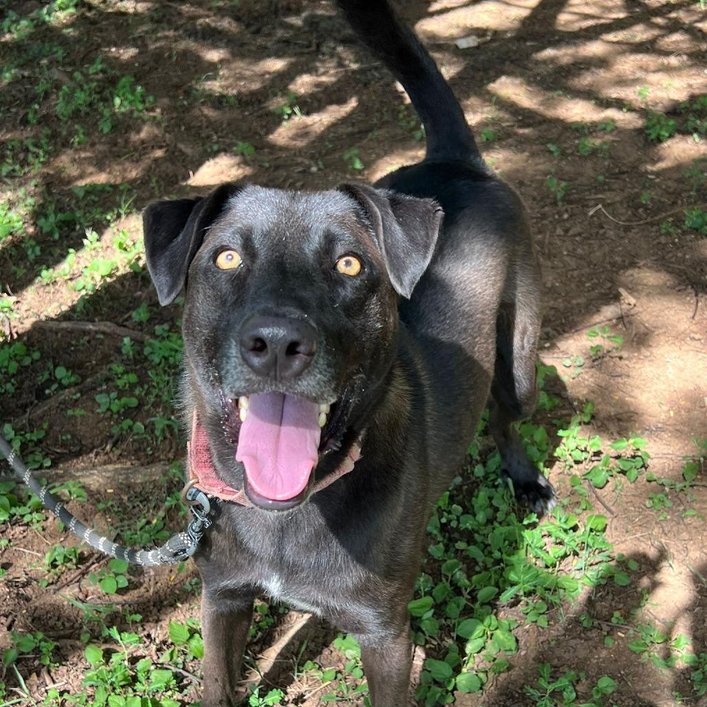 Enlarge Frank, a Adoptable Mixed Breed in Vieques, PR image 3/6
