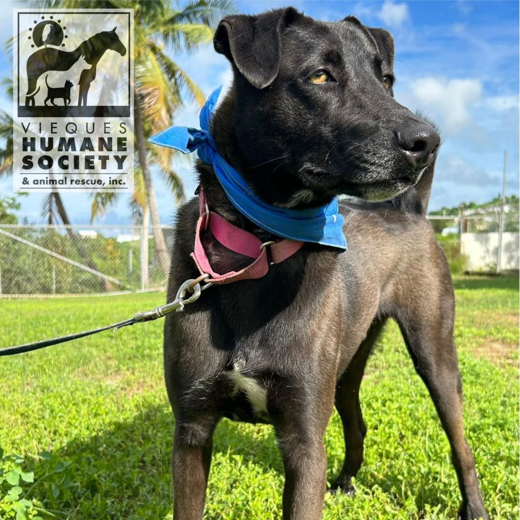 Enlarge Frank, a Adoptable Mixed Breed in Vieques, PR image 4/6
